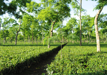 anandabag